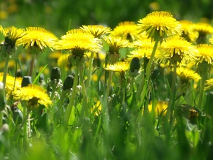 Meadow, puffball, common