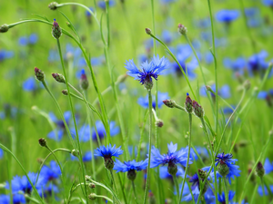 Meadow, flourishing, cornflowers