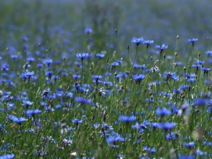 cornflowers, Flowers, Meadow, Blue