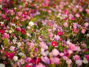 Meadow, Flowers, Cosmos