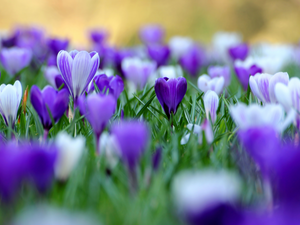 crocuses, Meadow