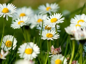 daisies, Meadow