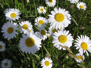 daisies, Meadow