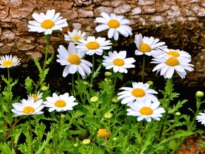 daisy, Meadow