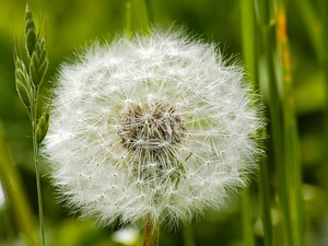 dandelion, Meadow