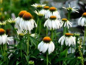 Meadow, Flowers, echinacea