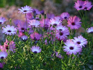 purple, Meadow, Arktotis, flowers