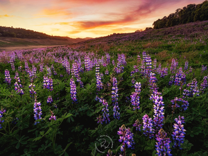 Hill, Flowers, lupine, Meadow