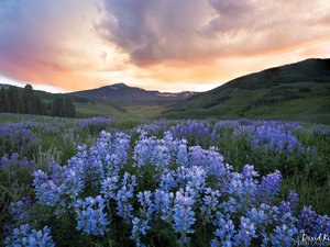 Mountains, Meadow, lupine, The Hills