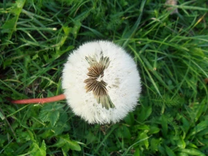 Meadow, puffball, medical