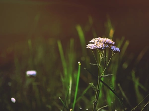 Meadow, White, milfoil