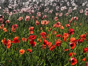 papavers, Meadow