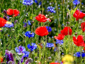 Meadow, cornflowers, papavers
