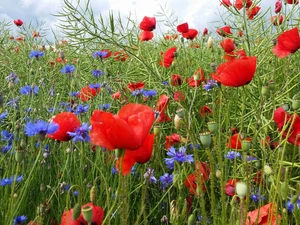 grass, Meadow, papavers, cornflowers, Flowers