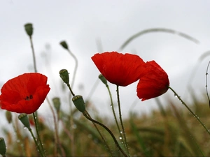 Meadow, Red, papavers