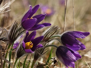 pasque, Meadow