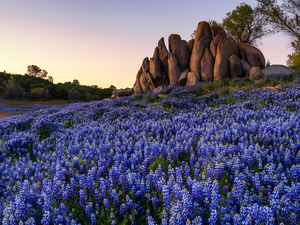 rocks, Violet, lupine, Meadow