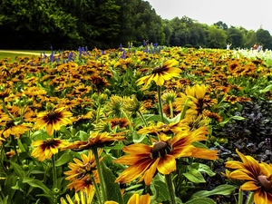 Meadow, Flowers, Rudbeckia