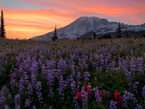 Stratovolcano Mount Rainier, Mountains, lupine, Sky, Flowers, Washington State, The United States, Meadow