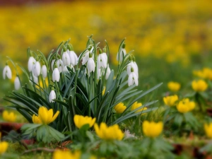 snowdrops, Meadow