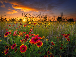 Sunrise, Wildflowers, Gaillardia, Meadow