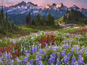 Cascade Mountains, Mount Rainier National Park, viewes, Meadow, trees, Washington State, The United States, lupine