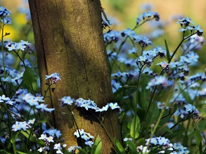 Meadow, Forget, trees