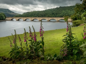 River, foxglove, trees, Meadow, Flowers, bridge, viewes