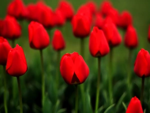 Meadow, Red, Tulips