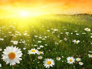 daisy, Great Sunsets, Meadow