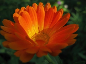 Marigold, medical