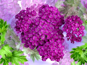 Flowers, leaves, graphics, milfoil