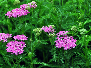 Flowers, milfoil