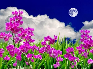 Flowers, clouds, moon, orchids