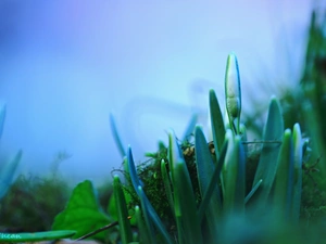 Moss, Snowdrop, bud