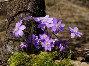 Moss, purple, Liverworts