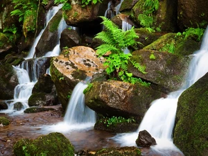 waterfall, fern, mosses, Stones