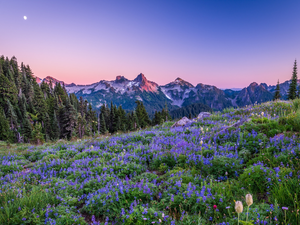 lupins, Mountains, trees, Washington State, viewes, Mount Rainier National Park, moon, The United States, Flowers, Meadow