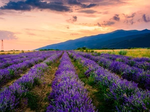 trees, lavender, clouds, Mountains, Field, viewes, Sunrise