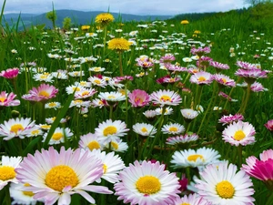 Mountains, Meadow, daisies