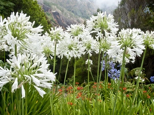 Plants, Mountains, Flowers, Agapanthus, White