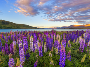 lupine, car in the meadow, clouds, Flowers, Tekapo Lake, Mountains, New Zeland