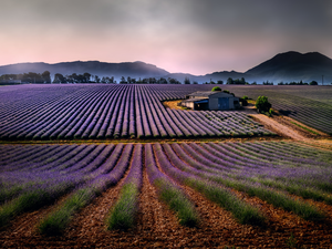 Barn, Mountains, lavender, house, Field