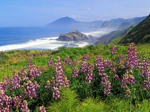 Mountains, sea, lupine