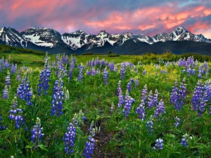 Meadow, lupine, Mountains, Flowers