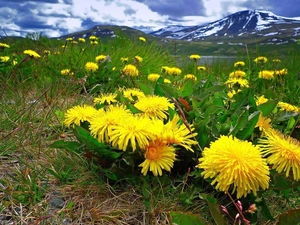 Mountains, Meadow, puffball