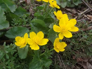 Mud, first, marigolds