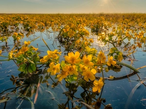 water, Flowers, marigolds Mud
