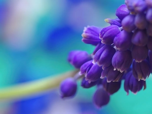Muscari