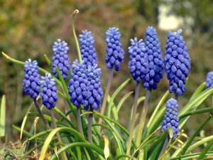 Muscari